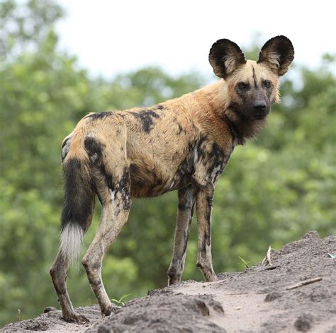 Arriba 96+ Imagen De Fondo Animales Salvajes De La Selva Africana El último