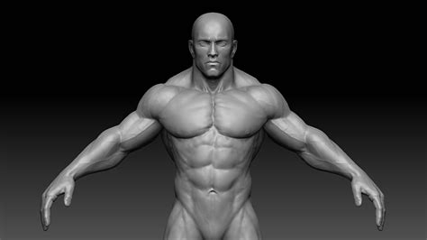 3D model Muscular male body VR / AR / low-poly OBJ FBX ZTL | CGTrader.com