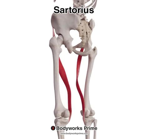 Sartorius Muscle: Anatomy, Attachments, Function Kenhub, 47% OFF