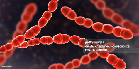 Streptococcus Salivarius Gram Stain