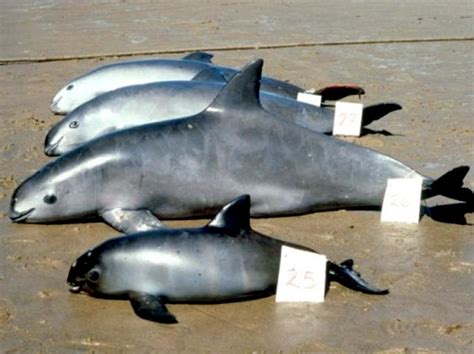 Vaquita Porpoise – "OCEAN TREASURES" Memorial Library