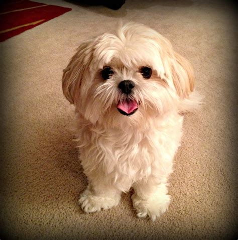 4 year old "Lexie" - Shih Tzu/Maltese mix | shih tzu maltese | Pinterest | Shih tzu maltese mix ...