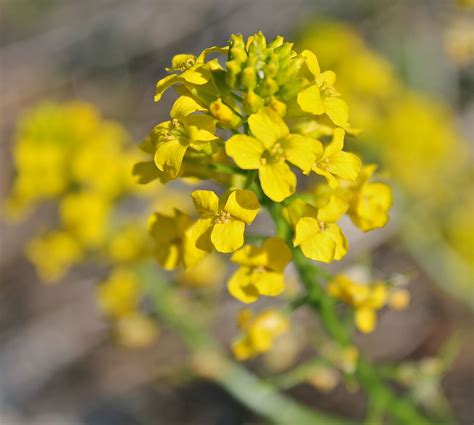 wildflowers Yellow Flowering Plants, Yellow Wildflowers, Smell Good, Planting Flowers, Wild ...