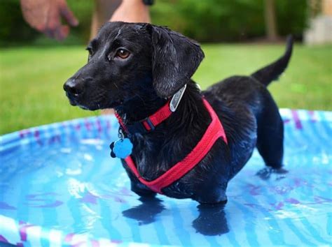 Is the energetic Dachshund Lab mix dog too wild for you? - K9 Web