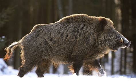 Секач Животное 53 фото