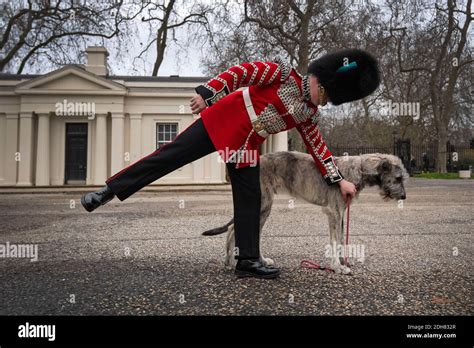 The Irish Guards' new canine regimental mascot, an Irish wolfhound called Turlough Mor, with his ...