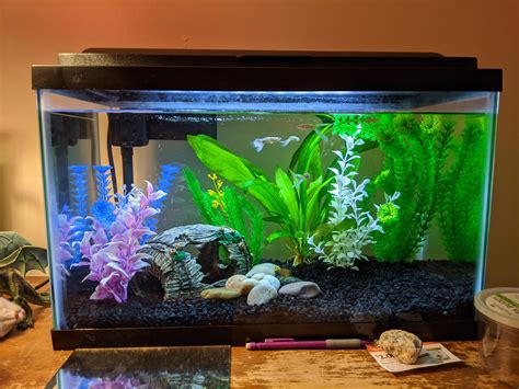 my guppy tank. with the bright plastic plants that I feel only an ...