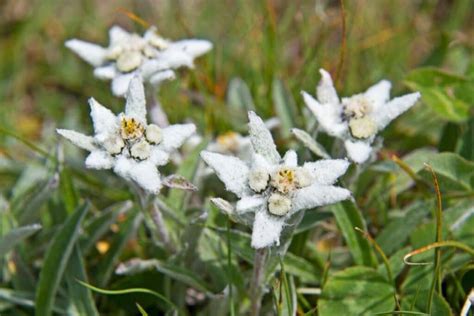 Amazing Edelweiss Flower Meaning and Symbolism | Florgeous