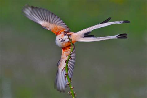 Dallas Trinity Trails: Scissor-tailed Flycatchers and Kingbirds In Texas Trinity River Corridor