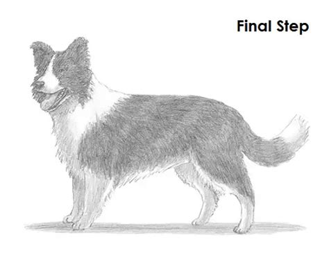 How to Draw a Border Collie