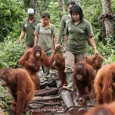 Borneo Orangutan Survival Foundation | Brand of the Year Survey