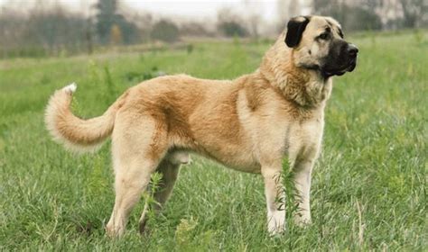 Kangal Shepherd Dog - Dog Breed Information, Photo, Care, History ...