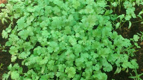 What's the health benefits of using Coriander leaves? Can it be used in our diet ...