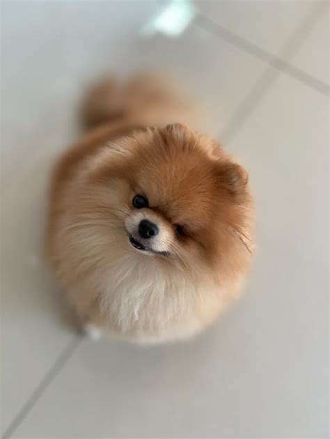 Brown Pomeranian Puppy · Free Stock Photo