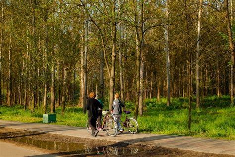 Free picture: three, granny, walking, old woman, lifestyle, park, recreation, trees, road, forest