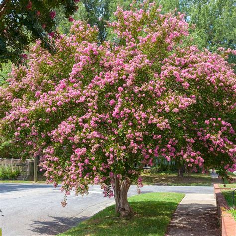 Sioux Crape Myrtle Trees for Sale– FastGrowingTrees.com