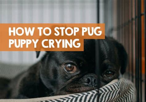 Pug Puppy Crying: How to Stop Crate & Night Tears