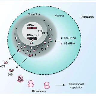 (PDF) New roles for Dicer in the nucleolus and its relevance to cancer