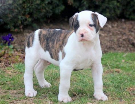 American Bulldog Puppies For Sale | Puppy Adoption | Keystone Puppies