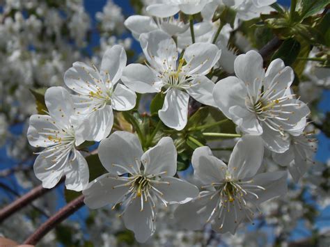 Prunus cerasus L. | Plants of the World Online | Kew Science