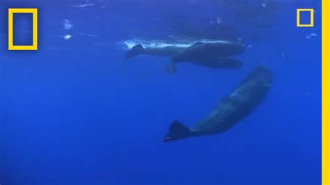 Sperm Whale Diving | National Geographic - YouTube