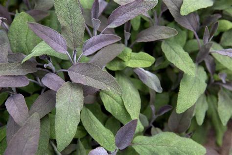 How To Grow Sage - BBC Gardeners World Magazine