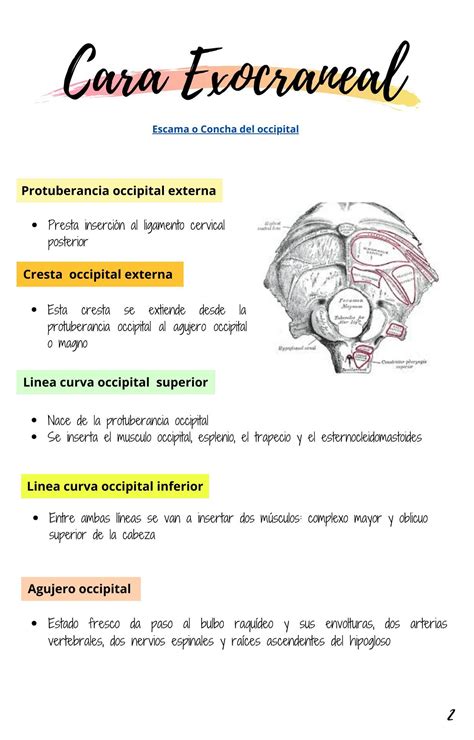 Hueso Occipital y Etmoides | uDocz | Anatomy, Neuro, Med