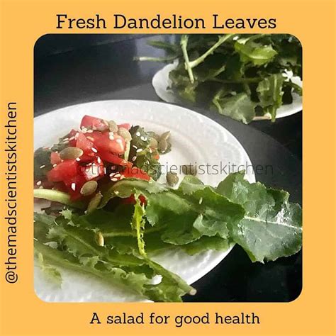 Fresh Dandelion Greens Salad Recipe |The Mad Scientists Kitchen