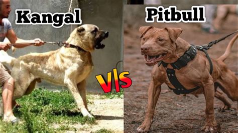 Kangal vs pitbull || kangal vs pitbull comparison || dangerous dog ...