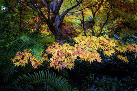 Fall Japanese Maple Photograph by Al Unger - Fine Art America