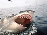 82 The Farallon Islands & Great White Sharks ideas | white sharks, great white shark, farallon ...