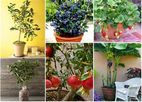 How To Grow Potted Fruit Trees | GARDENS NURSERY