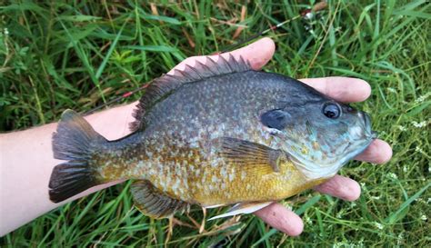 Pond boss- big 'ol hybrid bluegill/sunfish : r/SunfishSpecies