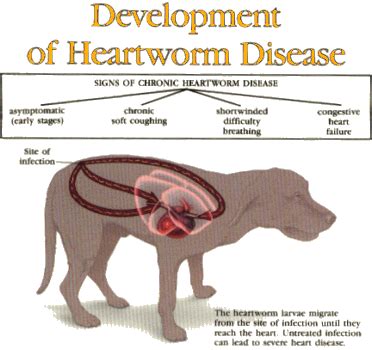 Heartworm Symptoms