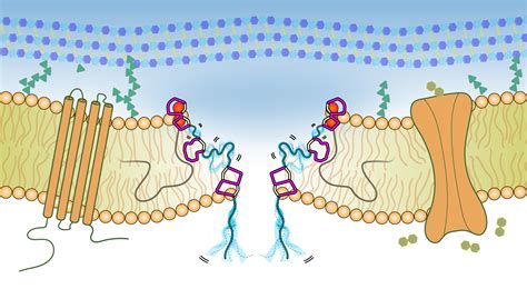 Antibiotics' mode of action observed in the bacterial cell membrane