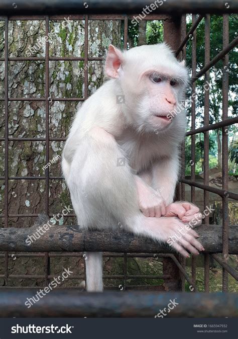 1.413 afbeeldingen voor albino monkey: afbeeldingen, stockfoto‘s en vectoren | Shutterstock