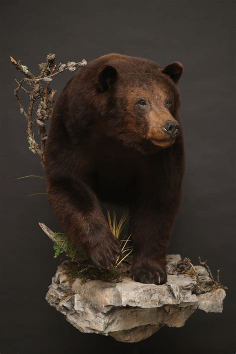 Bears — Orion Taxidermy