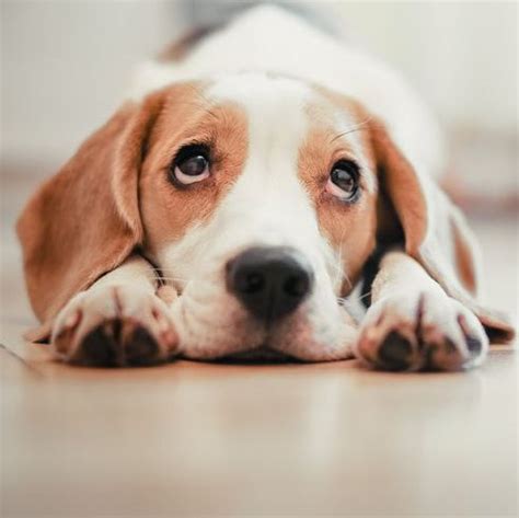 27 Quiet Dog Breeds — Dogs That Don't Bark