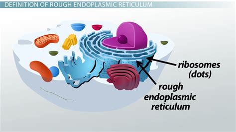 Rough Endoplasmic Reticulum | Definition, Structure & Function - Lesson | Study.com