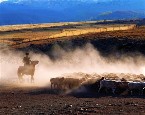 A sheepherder and a flock of sheep at Altay,Xijiang,China - Photo12-Panorama Stock