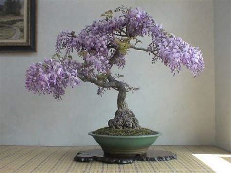 Buy Bonsai Tree Chinese Wisteria Tree , 10 Pack - Highly Prized Flowering Bonsai, Wisteria ...