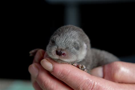 New Born Cute Baby Otter : r/Otterable