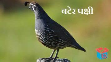 बटेर पक्षी की जानकारी Quail Bird In Hindi - Knowledge Dabba