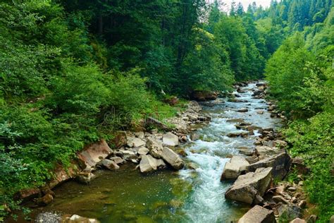 A Stream of Water Close View, a Small River in a Wild Forest, a ...