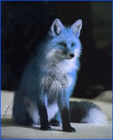 blue fox on Tumblr