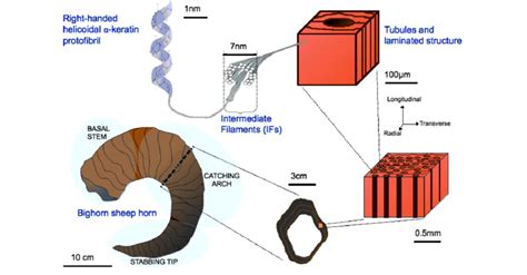 Hierarchical structure of bighorn sheep horn. The horns show a spiral ...