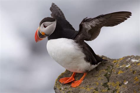 5 Dinge die du noch nicht über Islands Tierwelt wusstest