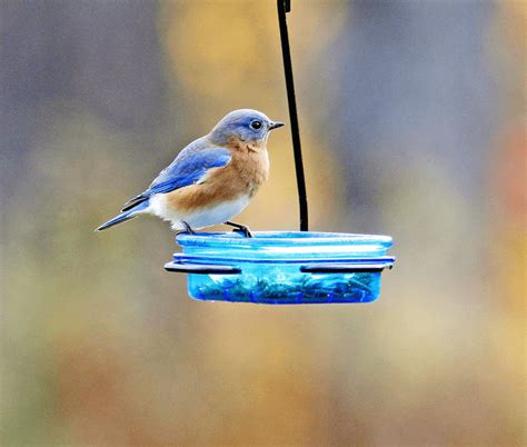 The Best Bluebird Feeders and Feeding Tips - Birds and Blooms