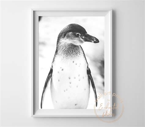 Penguin Close-up Photo Print - Wall Art