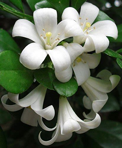 Best Orange Jasmine Plant for Sale: Find the Perfect Plant for Your Garden